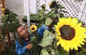 Winter sunflowers to be dedicated at Kobe quake anniversary